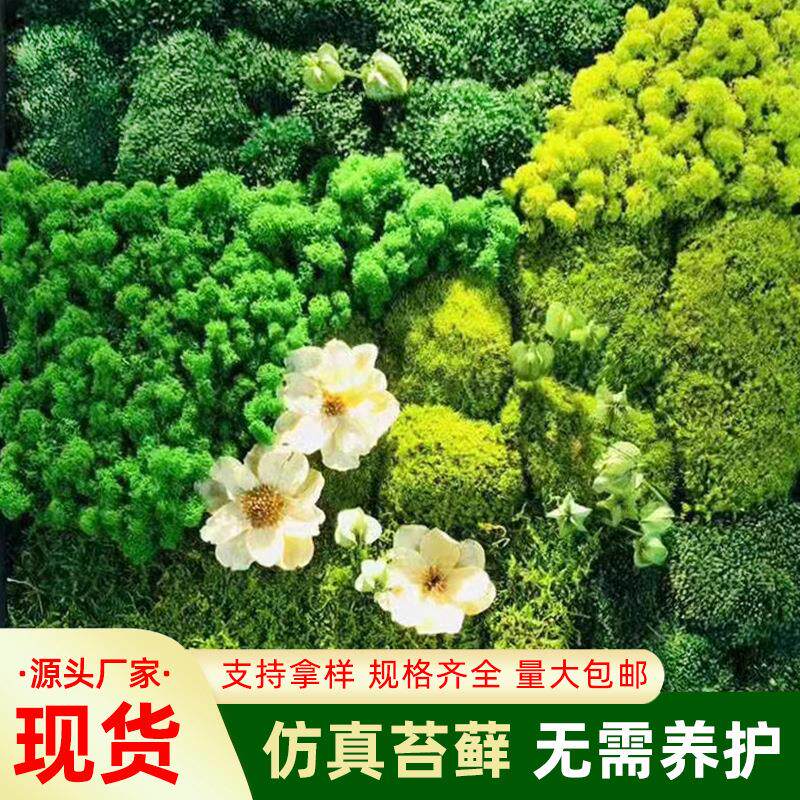 永生苔藓白发藓绿植墙干花背景微景观植物鹿角苔藓人造绿色背景墙