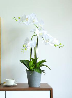 代简约风家饰蝴蝶兰仿真艺含瓶YBG手感保湿白色花花家假居桌现面