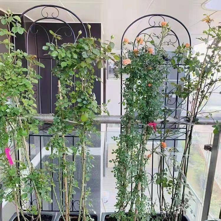 铁艺架爬花藤园月季花支架花铁架线莲绿萝植物攀无品牌/爬架户外