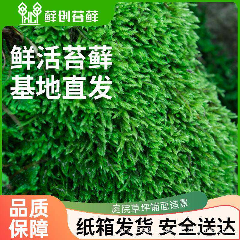 鲜GBI铺活苔藓发藓大藓星星藓砂灰藓庭白院草坪面造景