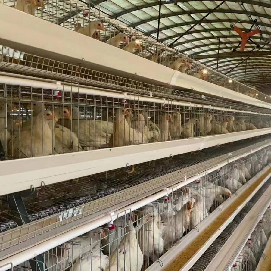 全自动阶蛋鸡笼子梯养殖鸡场舍用LQV工厂阶梯型自动笼热鸡镀锌材