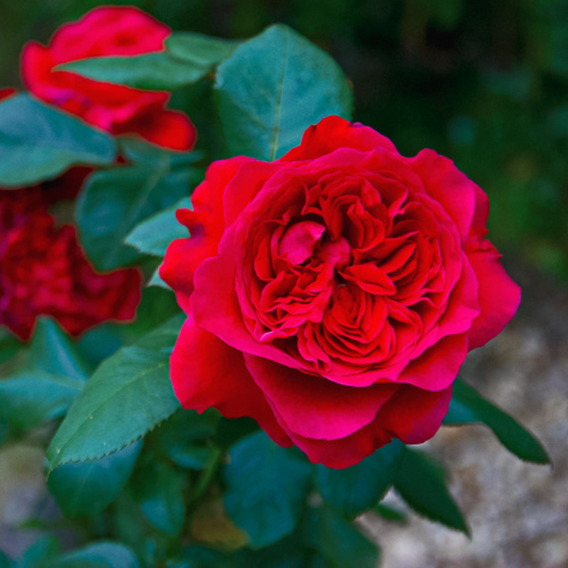 皇家胭脂棒棒糖树状月季花大苗盆栽四季阳台庭院浓香花卉植物大花