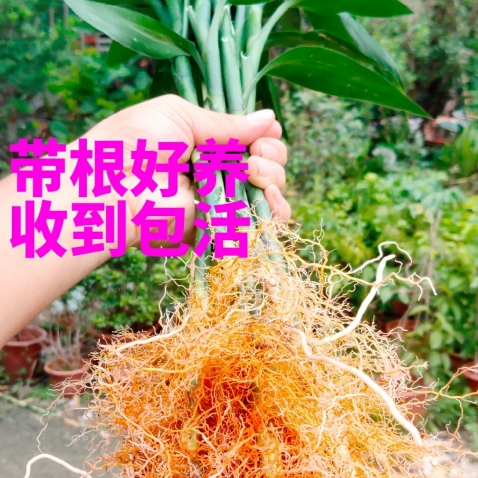 粗大带根观音竹水培植物水竹大叶竹富贵竹室内办公室桌面水养绿植