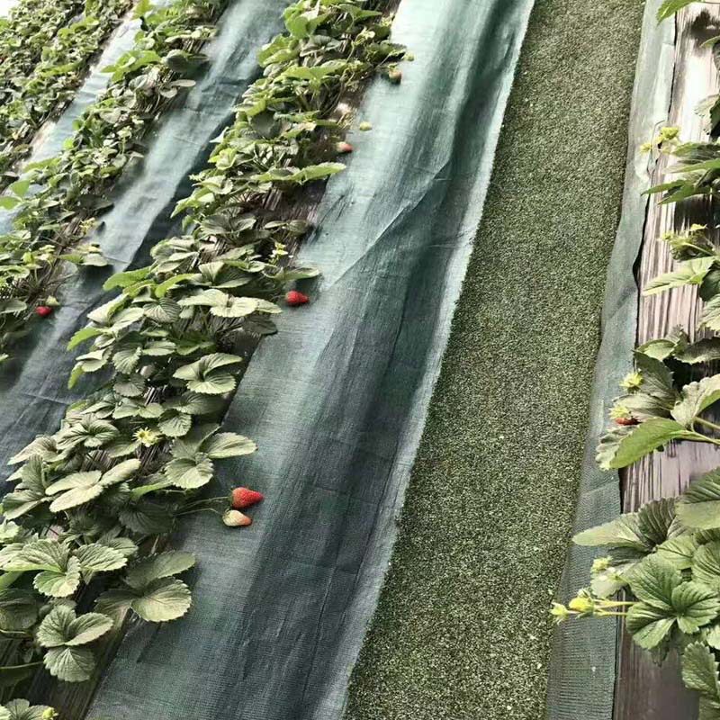 黑色遮阳网蔬菜大棚蘑菇草莓大棚遮阳网食用菌农用遮阴网防晒网