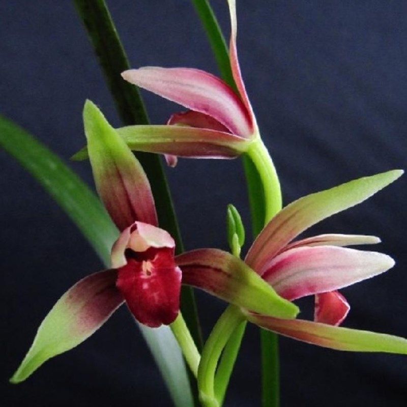 高档优质建兰大国魂兰花带花苞浓香型室内阳台兰花盆栽绿植花卉,鲜花速递/花卉仿真/绿植园艺,国兰/杂交兰/洋兰类,淘宝优惠券,粉丝福利购,淘宝优惠卷