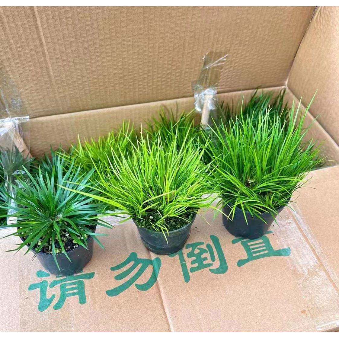 【基直植供】水陆欧式缸物小盆栽花卉80地金钱黄金姬混虎须菖蒲装