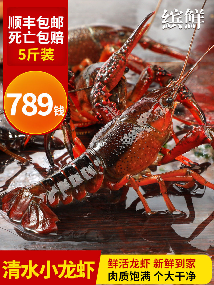 清水鲜活小龙虾789钱特大5斤整箱商用批发新鲜稻田虾大虾3斤10斤