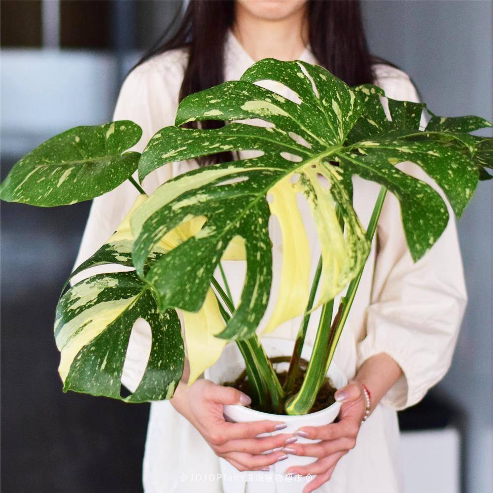 [直播] 洒金龟背竹 新手好养美丽锦化热植盆栽 浇浇植物超市