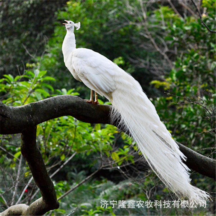 孔雀苗价格养殖白蓝孔雀吃什么