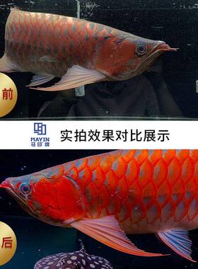 马印神灯红龙灯箱灯三基增色灯水草灯鱼AL100379族缸灯水LED灯防