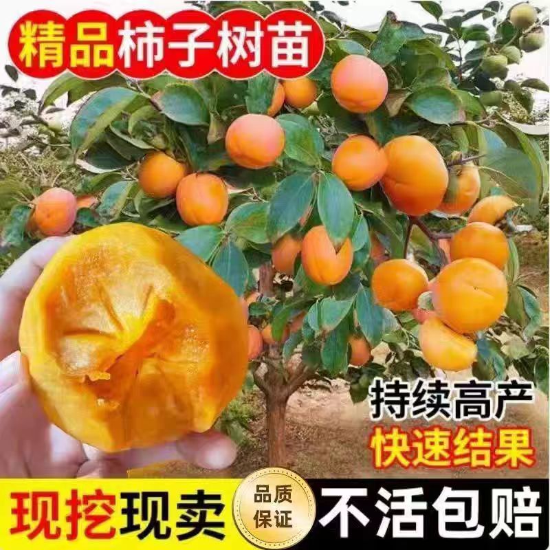 无核柿子苗树嫁接当年结果