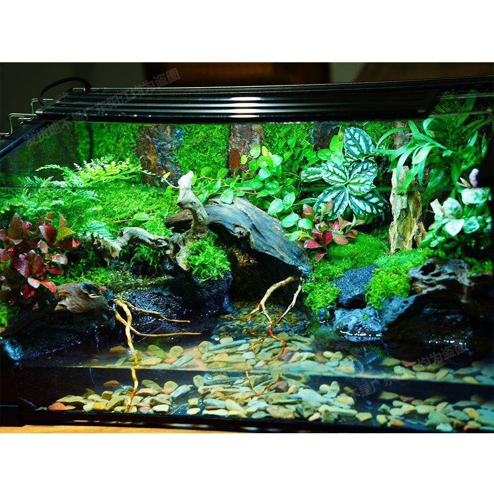 苔藓微景观林造景水陆爬养tlznloj#宠饲缸雨养鱼角桌面绿植蛙全套
