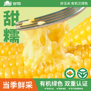 岁浓东北黄糯玉米有机甜糯玉米新鲜糯玉米整支真空装大棒代餐低脂