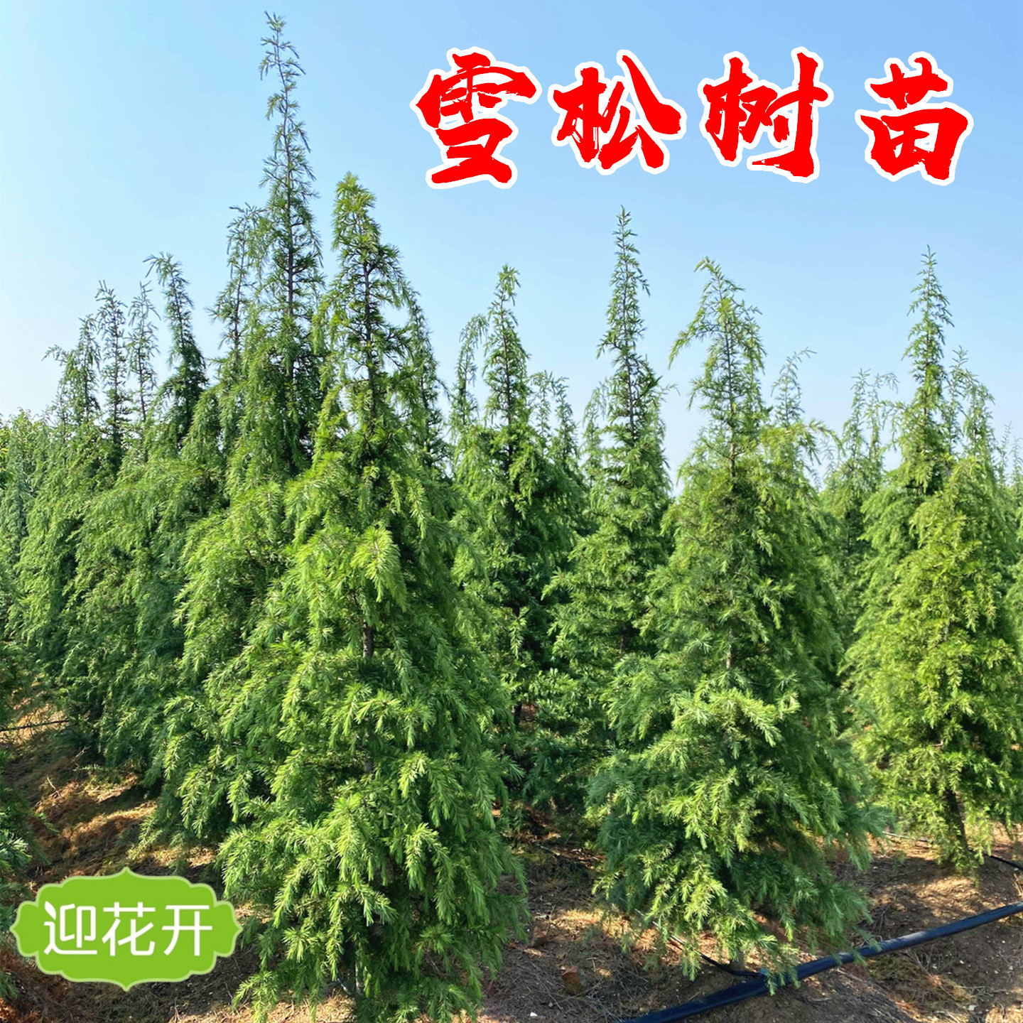 雪松树苗盆栽松树小苗庭院行道耐寒大型四季常青风景树圣诞雪松树