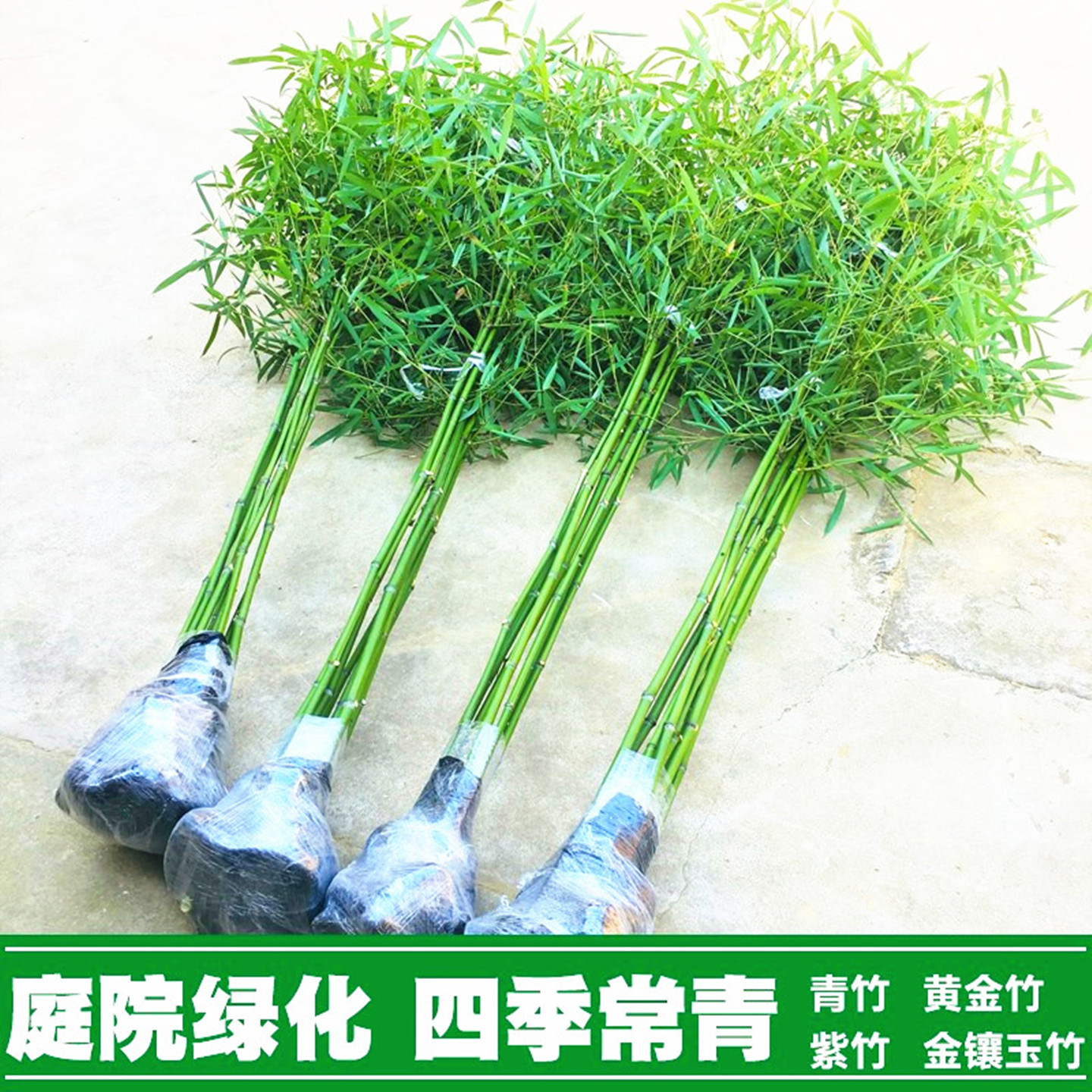 庭院四季常青竹子苗盆栽造景紫竹