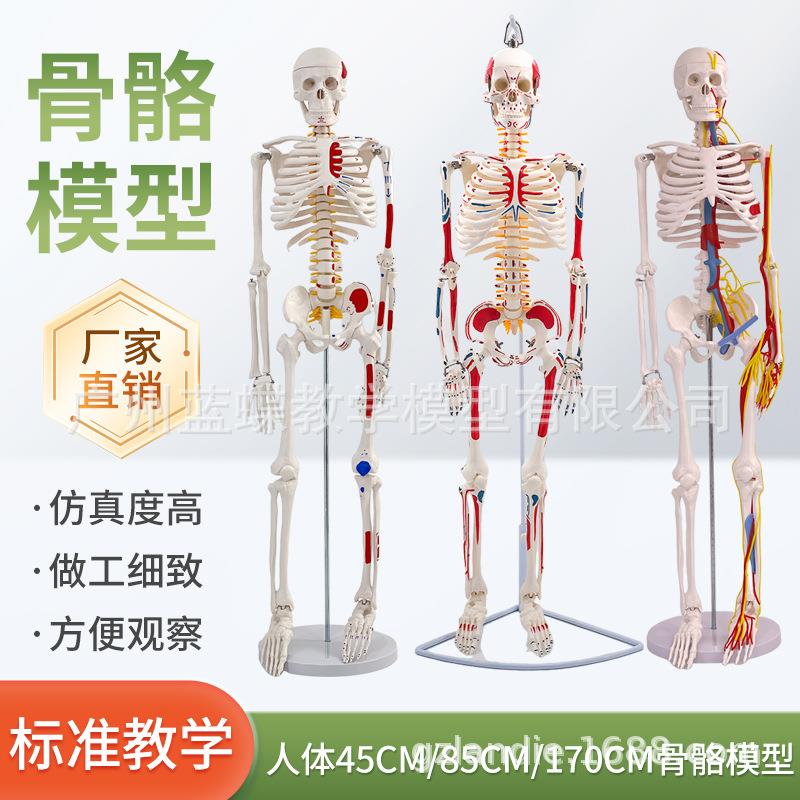 85cm人体骨骼模型170cm全身成人骨架人体模型小骷髅教学脊椎模型