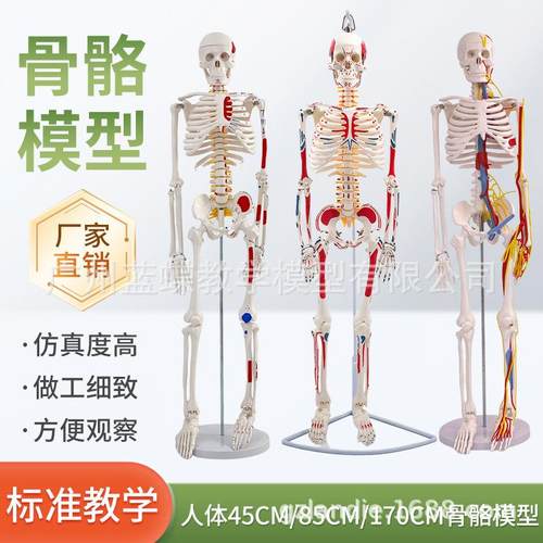 85cm人体骨骼模型170cm全身成人骨架人体模型小骷髅教学脊椎模型