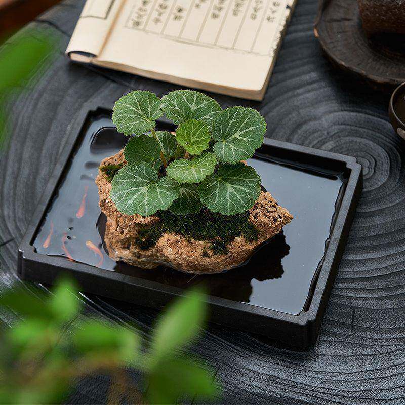 水吸水石石绿植VFX狼尾蕨盆栽菖蒲石好养植草物虎耳草耐吸阴镜面