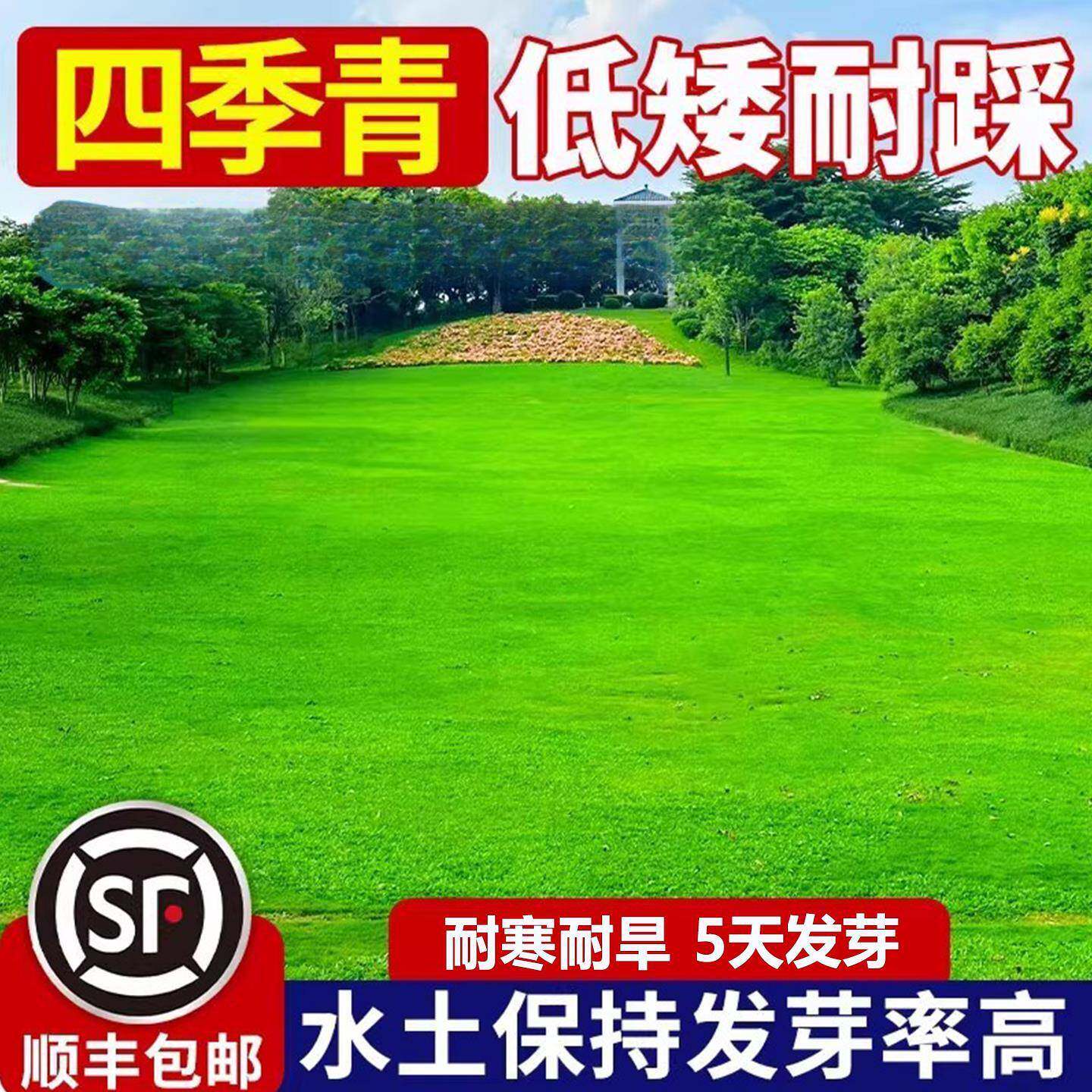 草坪籽四季常青草地毯草庭院绿化麦草草狗牙根PCG护黑坡固土子种
