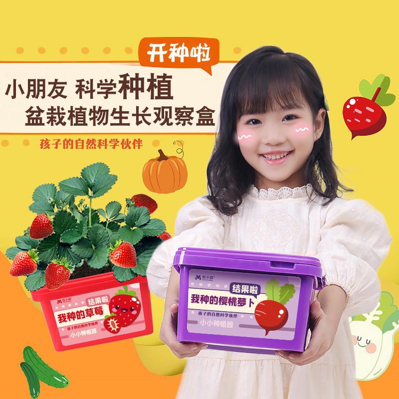 儿童种植小盆栽学生植物生长观察盒幼儿园草莓玉米向日葵迷你农场