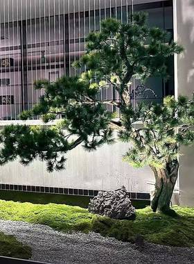 仿迎客松造大型假树真植物景室内玄关楼梯下中装饰松树绿植cpQ7UX