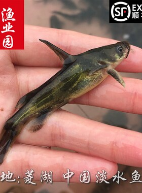 黄颡鱼苗黄辣丁鱼苗黄刺鱼苗昂公苗昂刺鱼苗汪丁苗黄骨鱼苗黄鸭叫
