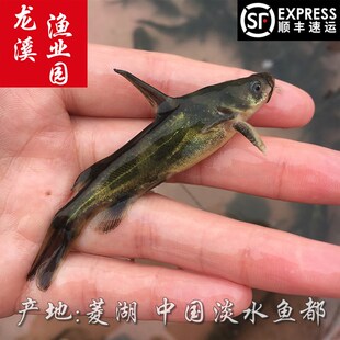 黄颡鱼苗黄辣丁鱼苗黄刺鱼苗昂公苗昂刺鱼苗汪丁苗黄骨鱼苗黄鸭叫