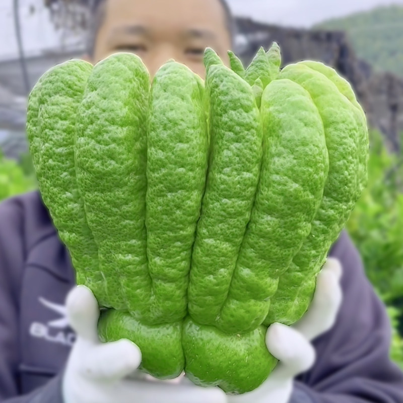 精品大果香气怡人耐摆耐放