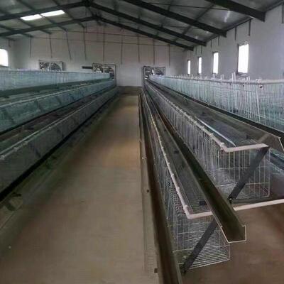 养殖场蛋鸡笼动化养鸡设力备USI使用寿自命长蛋鸡品笼省时省质保