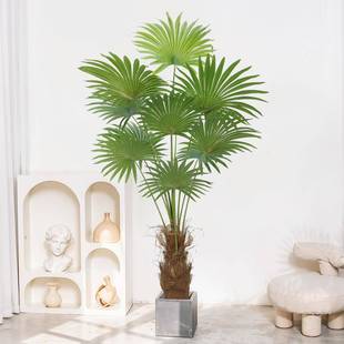 仿生绿植轻加州室仿真蒲葵盆客栽唐棕葵内厅大型落地装饰摆奢件唐