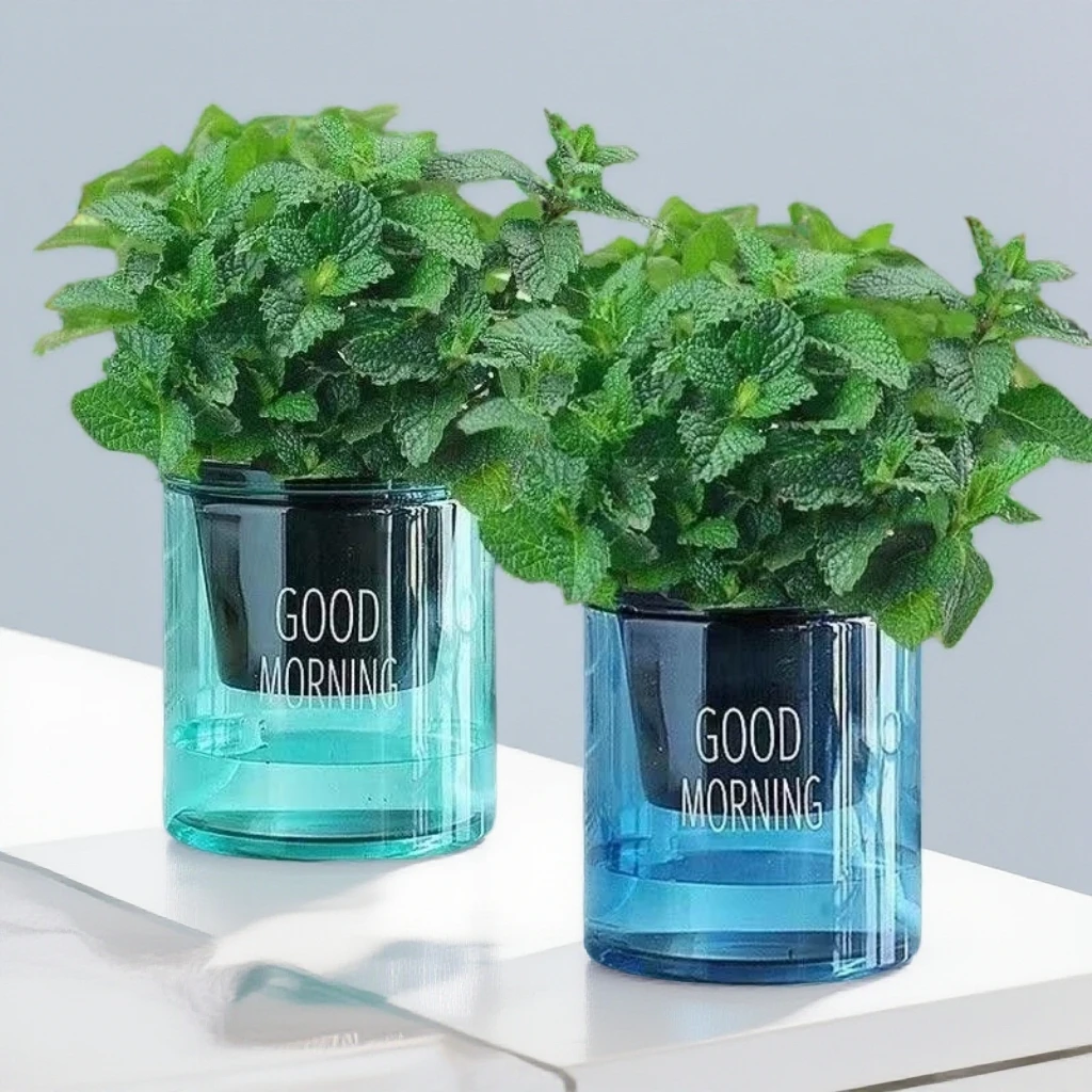 【下单立减50】可食用薄荷盆栽留兰香四季常青柠薄荷新鲜易活_JK