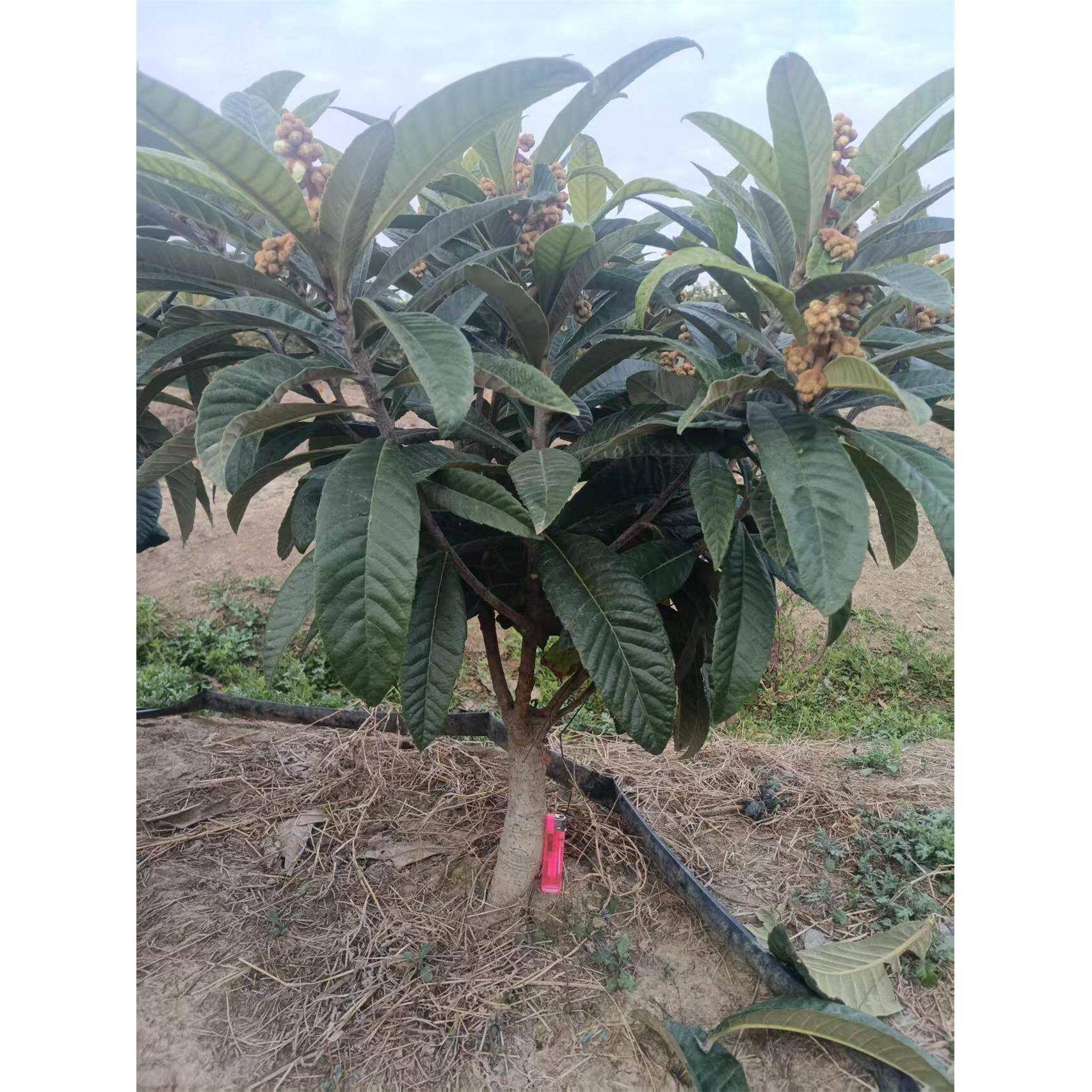 正宗东山白玉枇杷苗矮化枇杷苗嫁接苗水果盆栽绿植图片