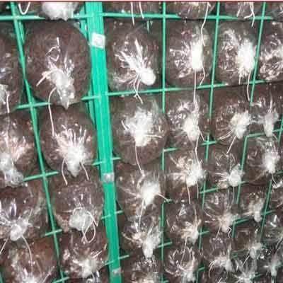 格架蘑菇出菇金针ltao1006菇平菇香菇食用生长种架植蘑菇菌架铁架,家庭/个人清洁工具,浴室角架/置物架,淘宝优惠券,粉丝福利购,淘宝优惠卷