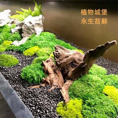 永生白发藓仿真苔藓盒装青苔枯山水造景植物墙室内景观