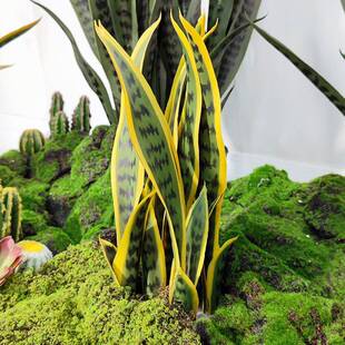 仿真植物金边GMT虎皮龙兰盆饰栽宿民装造景摆件热带假绿植黄尾兰
