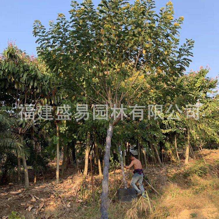 福建黄花槐 黄花槐基地供应 黄花槐报价 全冠黄花槐树