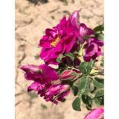 高档中国苦可水玫瑰精油单方正品 图结晶出口品奥质1抗皱ml香薰