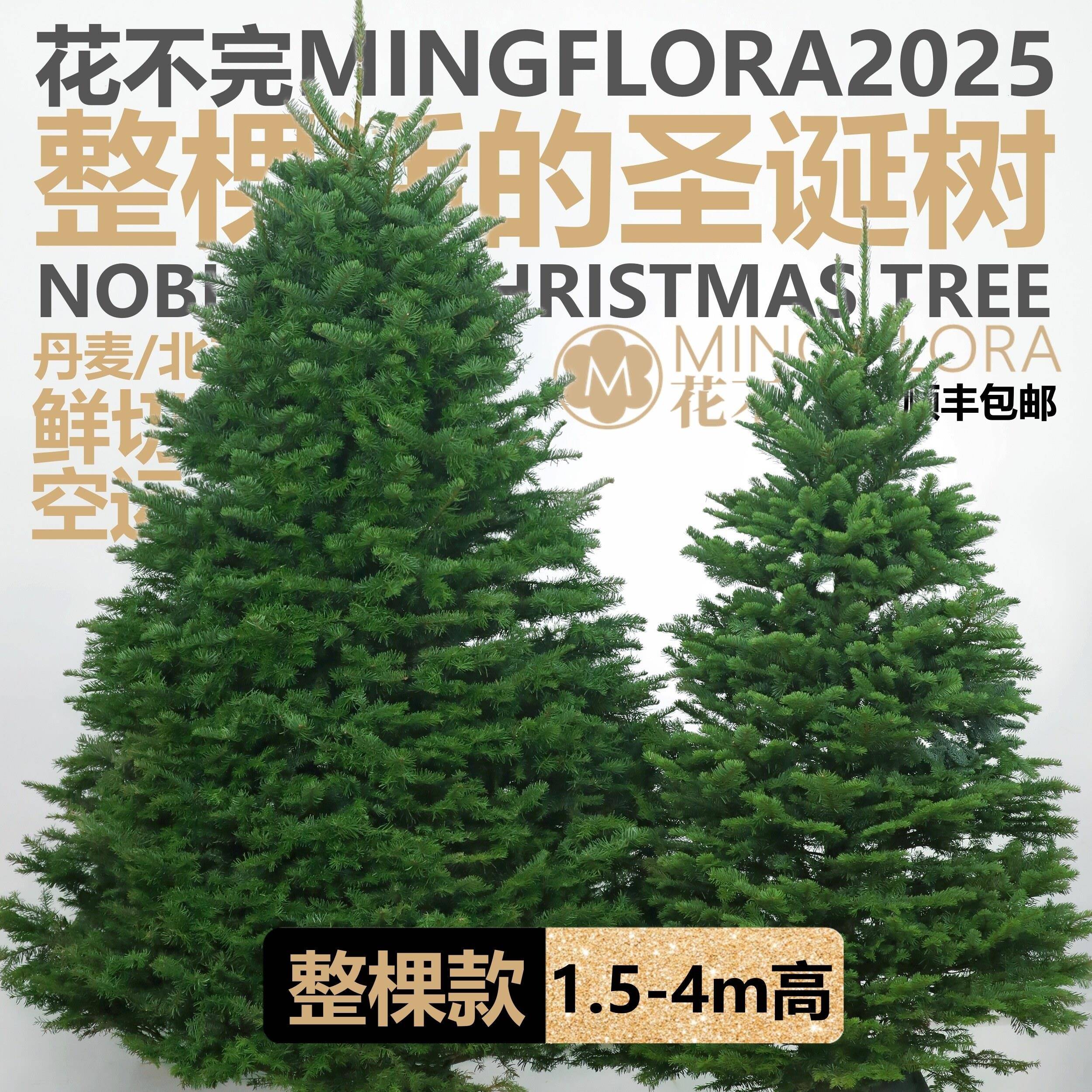 丹麦北美空运进口整棵活的诺贝松圣诞树真松大型鲜切诺曼松圣诞树