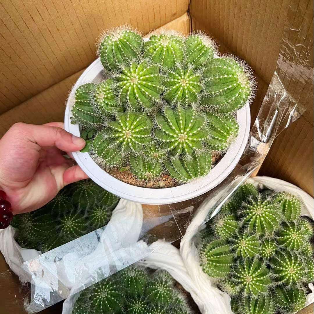 基地直销盆栽花卉 多肉植物仙人球盆栽 居家花卉 多头银冠6装