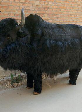 大EHO型牦牛仿真动模视型影展牦牛道具览装饰黑白牦牛物摆件