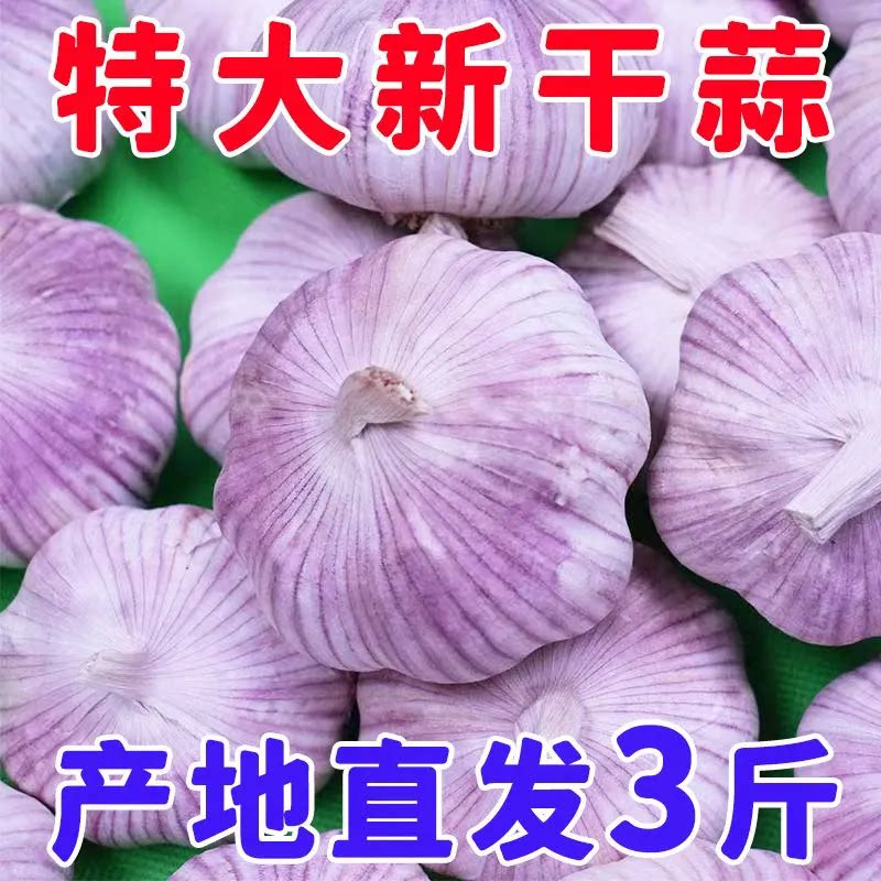 2026新蒜开封金杞特大紫白皮蒜
