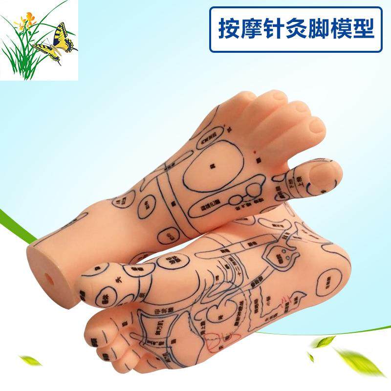 19CM按摩针灸脚部穴位 超清晰足模脚模型 经络 足部反射区模型