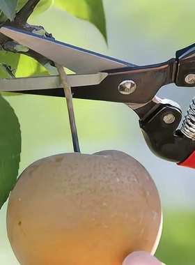 爱丽斯ARS-300L家用花卉剪 采摘剪摘果器稀果长嘴剪刀剪花枝修花