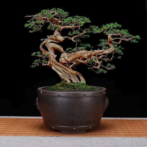 精品紫砂花盆鼓形盆景室内桌面兰花盆吊兰悬崖园艺花卉厂家
