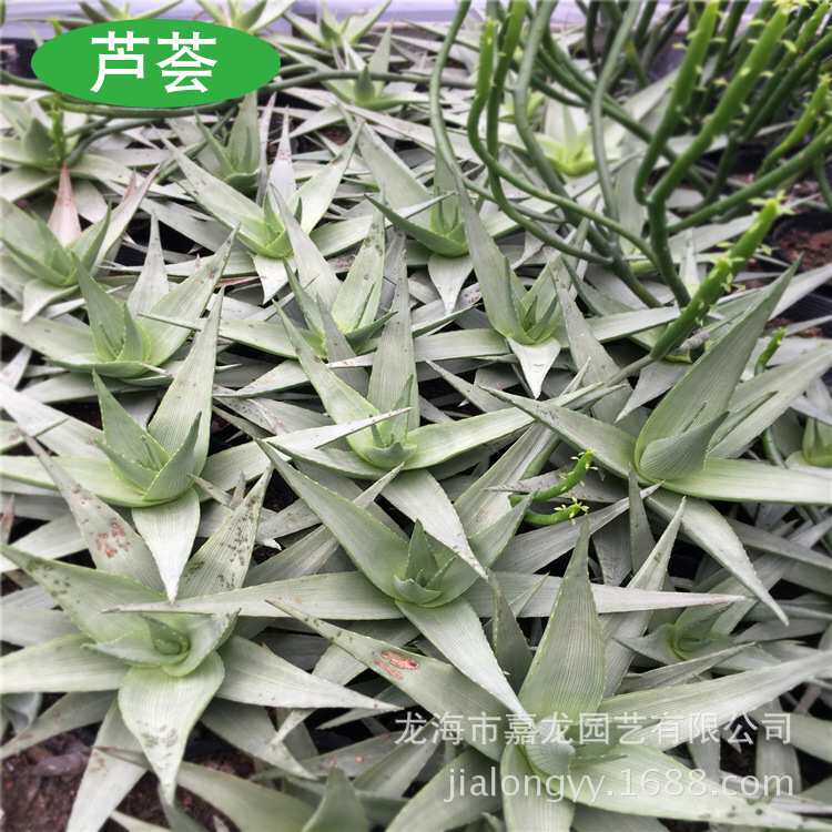 产品芦荟室外仙人掌造景室内 沙生植物馆 室外沙漠造景大批量优惠