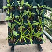 阳种台菜移动架绿植墙植物TWI墙户外地落花盆架子多层蔬菜花种植