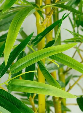 竹子造景装酒饰假店竹植物隔断挡墙仿生F9678MS6竹子装子饰品