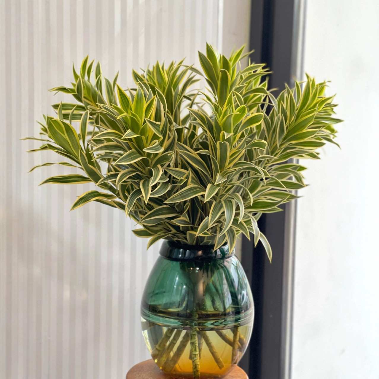 进口金边百合竹花材花期长好养护云南基地直发一手货源