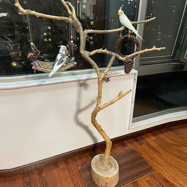 天然干枝枯木造型壁挂鸟架装饰