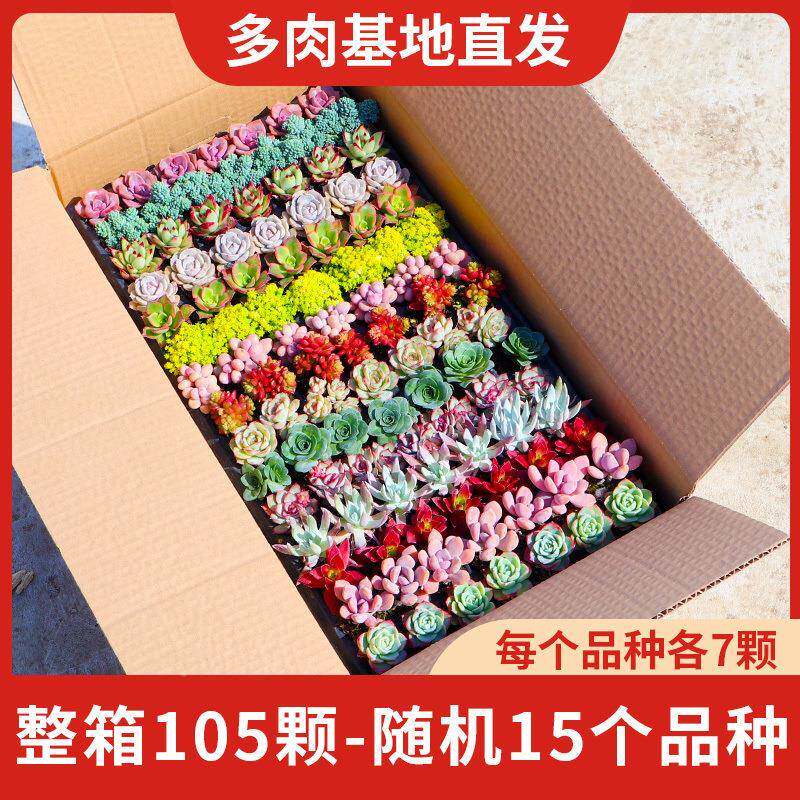 内室盆栽AXSth+3k花花肉卉一整箱多植物组合套装绿植好养肉带盆带